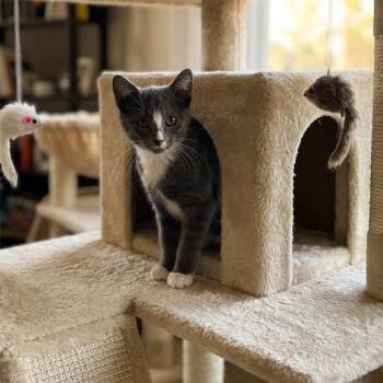 Corvette -  Domestic Short Hair Cat for Adoption in Fort Lauderdale, Florida - Corvette | PetCurious