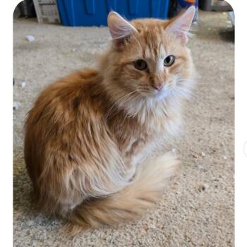 Tigger -  Domestic Medium Hair Cat for Adoption in Marshall, Texas - Tigger | PetCurious