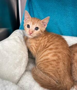 Aquafina -  Domestic Short Hair Cat for Adoption in Westland, Michigan - Aquafina | PetCurious