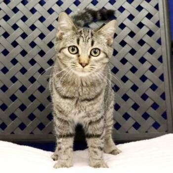 Tammy -  Domestic Short Hair Cat for Adoption in Fort Davis, Texas - Tammy | PetCurious
