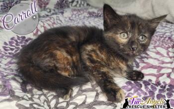 Domestic Short Hair Cats Available for Adoption in Ottawa Hills, Ohio - Carroll | PetCurious