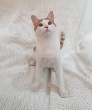 Domestic Short Hair Cats Available for Adoption in Toronto, Ontario - Gerry- Affectionate Young Boy - Good With Cat-friendly Dogs | PetCurious