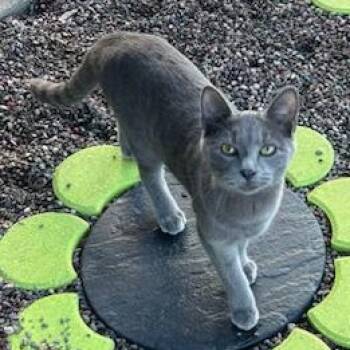 Ash -  Domestic Short Hair Cat for Adoption in Stockholm, Wisconsin - Ash | PetCurious
