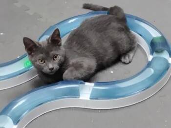Jaclyn $50 -  Domestic Short Hair Cat for Adoption in Seneca, South Carolina - Jaclyn $50 | PetCurious