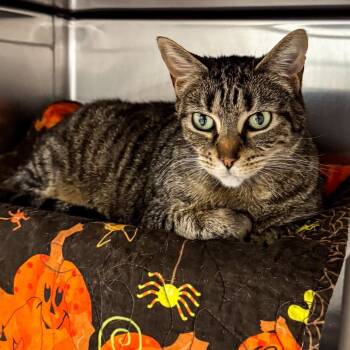 Domestic Short Hair Cats Available for Adoption in Kennebunk, Maine - Tula | PetCurious