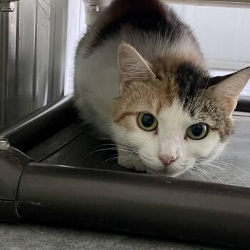 Aphrodite -  Domestic Short Hair Cat for Adoption in Fairmont, West Virginia - Aphrodite | PetCurious