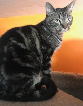 Domestic Short Hair Cats Available for Adoption in Broomall, Pennsylvania - Mason | PetCurious