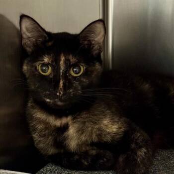 Rescue Domestic Short Hair Cats for Adoption in Olathe, Kansas - LARK | PetCurious