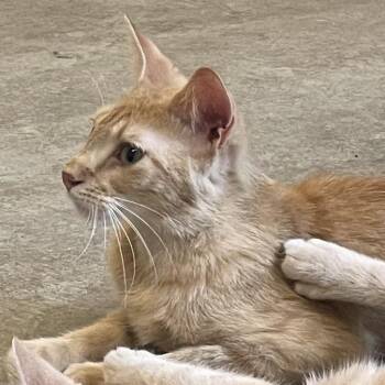 Cormac -  Domestic Short Hair Cat for Adoption in Albert Lea, Minnesota - Cormac | PetCurious