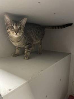 Peter -  Domestic Short Hair Cat for Adoption in Louisburg, North Carolina - Peter | PetCurious