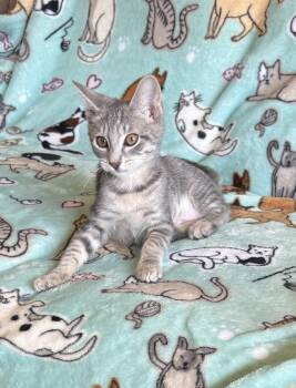 Margarita -  Domestic Short Hair Cat for Adoption in Newtown Square, Pennsylvania - Margarita | PetCurious