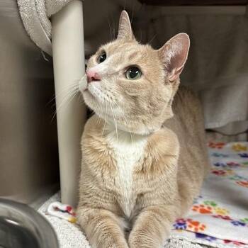Mulder -  Domestic Short Hair Cat for Adoption in Pasadena, California - Mulder | PetCurious