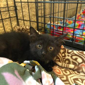 Torta -  Domestic Short Hair Cat for Adoption in Riverwoods, Illinois - Torta | PetCurious