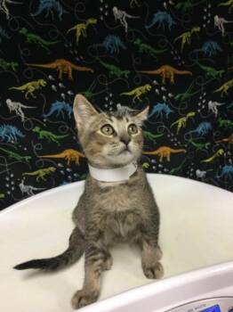 SEABERRY DELIGHT -  Domestic Short Hair Cat for Adoption in Riverside, California - SEABERRY DELIGHT | PetCurious