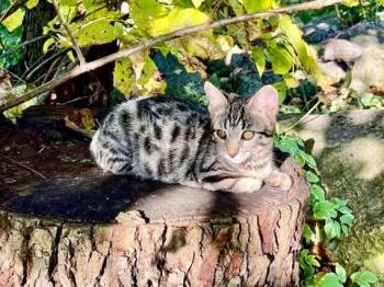 Rescue Domestic Short Hair Cats for Adoption in Arthur, Ontario - Dumpling | PetCurious