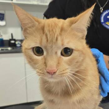 Fiesta -  Domestic Short Hair Cat for Adoption in Newark, New Jersey - Fiesta | PetCurious