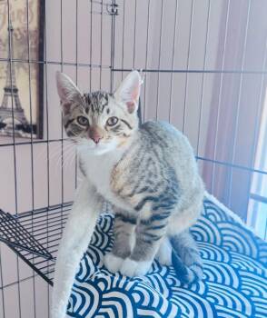 Domestic Short Hair Cats Available for Adoption - Loki | PetCurious