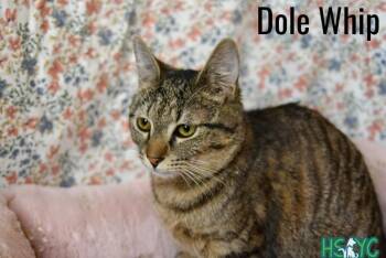 Domestic Short Hair Cats Available for Adoption in Fort Mill, South Carolina - Dole Whip | PetCurious