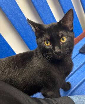 Noir -  Domestic Short Hair Cat for Adoption in Little Elm, Texas - Noir | PetCurious