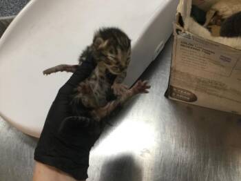A1928974 -  Domestic Short Hair Cat for Adoption in Thousand Palms, California - A1928974 | PetCurious