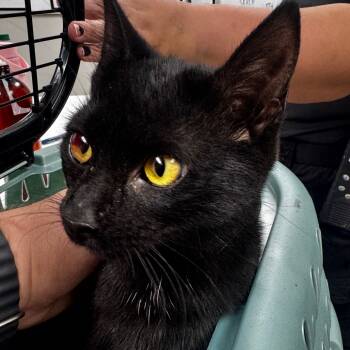 Rescue Domestic Short Hair Cats for Adoption in Starkville, Mississippi - Sybil | PetCurious