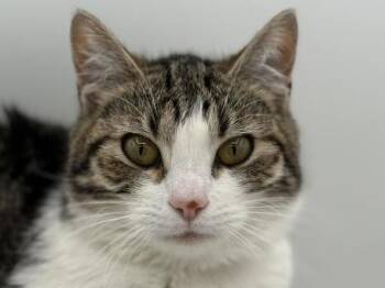 Rosemary -  Domestic Short Hair Cat for Adoption in Portland, Oregon - Rosemary | PetCurious