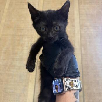 Habenaro -  Domestic Short Hair Cat for Adoption in New York, New York - Habenaro | PetCurious