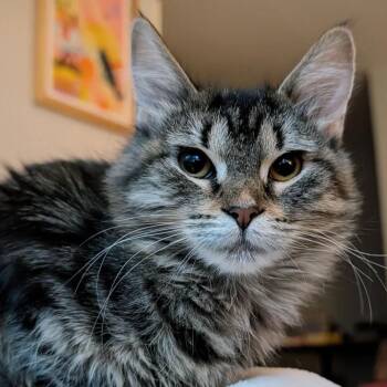 Rescue Domestic Medium Hair Cats for Adoption in Evanston, Illinois - Weezer | PetCurious