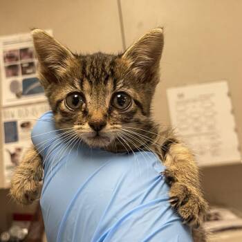 Wishbone -  Domestic Short Hair Cat for Adoption in San Antonio, Texas - Wishbone | PetCurious