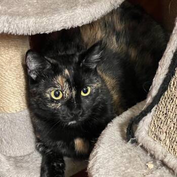 Norma -  Domestic Short Hair Cat for Adoption in Hemet, California - Norma | PetCurious