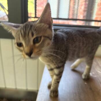Stormy -  Domestic Short Hair Cat for Adoption in Granby, Missouri - Stormy | PetCurious