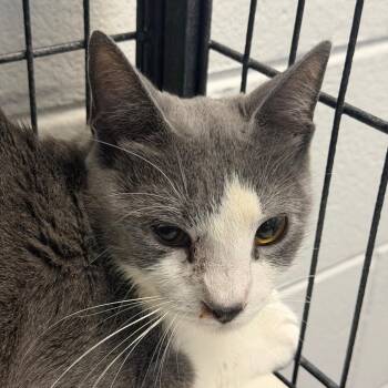 Angela -  Domestic Short Hair Cat for Adoption in Montgomery, Alabama - Angela | PetCurious