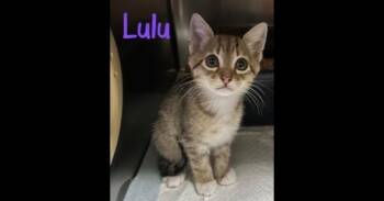 Domestic Short Hair and Tabby Cats Available for Adoption in Ruskin, Florida - Lulu | PetCurious