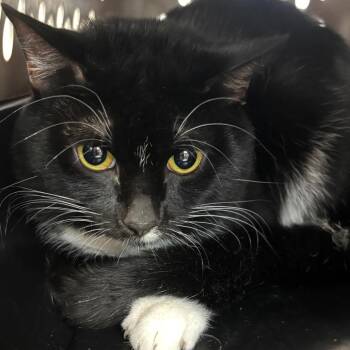 Mr Kitty -  American Shorthair and Domestic Short Hair Cat for Adoption in Birmingham, Alabama - Mr Kitty | PetCurious