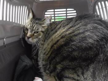 PUCK -  Domestic Short Hair Cat for Adoption in Omaha, Nebraska - PUCK | PetCurious