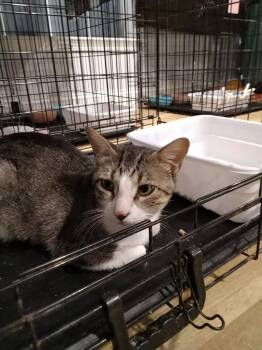 BJbl -  Domestic Short Hair Cat for Adoption in North Richland Hills, Texas - BJbl | PetCurious