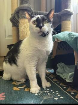 BAILEY RAE -  Domestic Short Hair Cat for Adoption in St. Peters, Missouri - BAILEY RAE | PetCurious