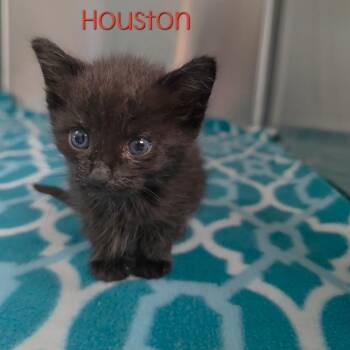 Houston -  Domestic Medium Hair Cat for Adoption in Parkersburg, West Virginia - Houston | PetCurious