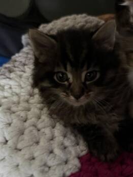 Gumdrop -  Domestic Long Hair Cat for Adoption - Gumdrop | PetCurious