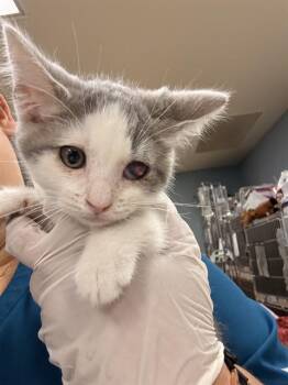 Domestic Short Hair Cats Available for Adoption in Riverside, California - TINMAN | PetCurious