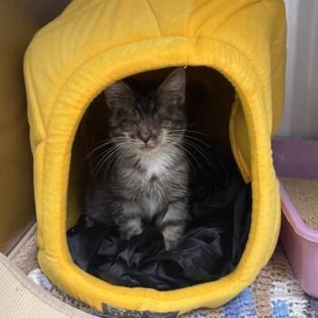 Smitten -  Domestic Short Hair Cat for Adoption in Jupiter, Florida - Smitten | PetCurious