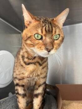 Benji -  Bengal and Domestic Short Hair Cat for Adoption in West Chester, Pennsylvania - Benji | PetCurious