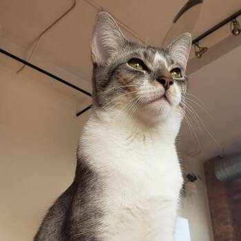 Rescue Domestic Short Hair Cats for Adoption in Chicago, Illinois - Roy (bonded With Ricki) | PetCurious