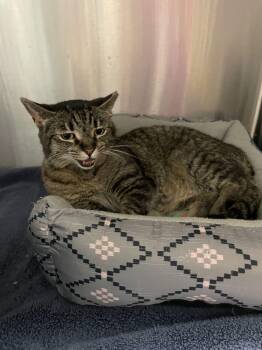 Tabby and Domestic Short Hair Cats Available for Adoption - Fiona | PetCurious