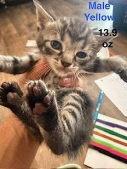 Cinnamon roll -  Domestic Short Hair and Tabby Cat for Adoption in Ruskin, Florida - Cinnamon Roll | PetCurious
