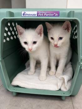 Domestic Short Hair Cats Available for Adoption in Fort Lupton, Colorado - Mozerella | PetCurious