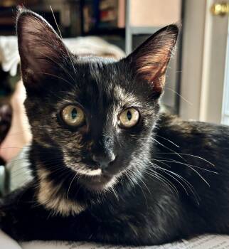 Felicia -  Domestic Short Hair Cat for Adoption in Nashville, Tennessee - Felicia | PetCurious