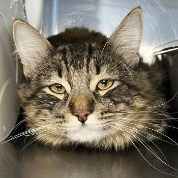 Eeyore -  Domestic Medium Hair Cat for Adoption in Palm Springs, California - Eeyore | PetCurious
