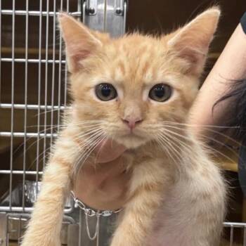 FWT Woody -  Domestic Short Hair Cat for Adoption in Midland, Texas - FWT Woody | PetCurious