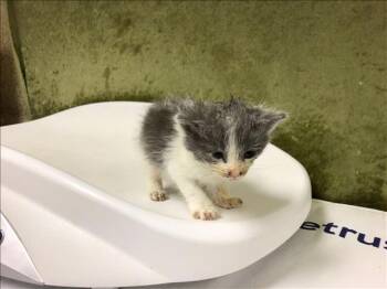 Domestic Short Hair Cats Available for Adoption in Riverside, California - MIGHTY | PetCurious